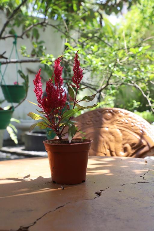 AMI Mirissa, Mirissa, Sri Lanka.